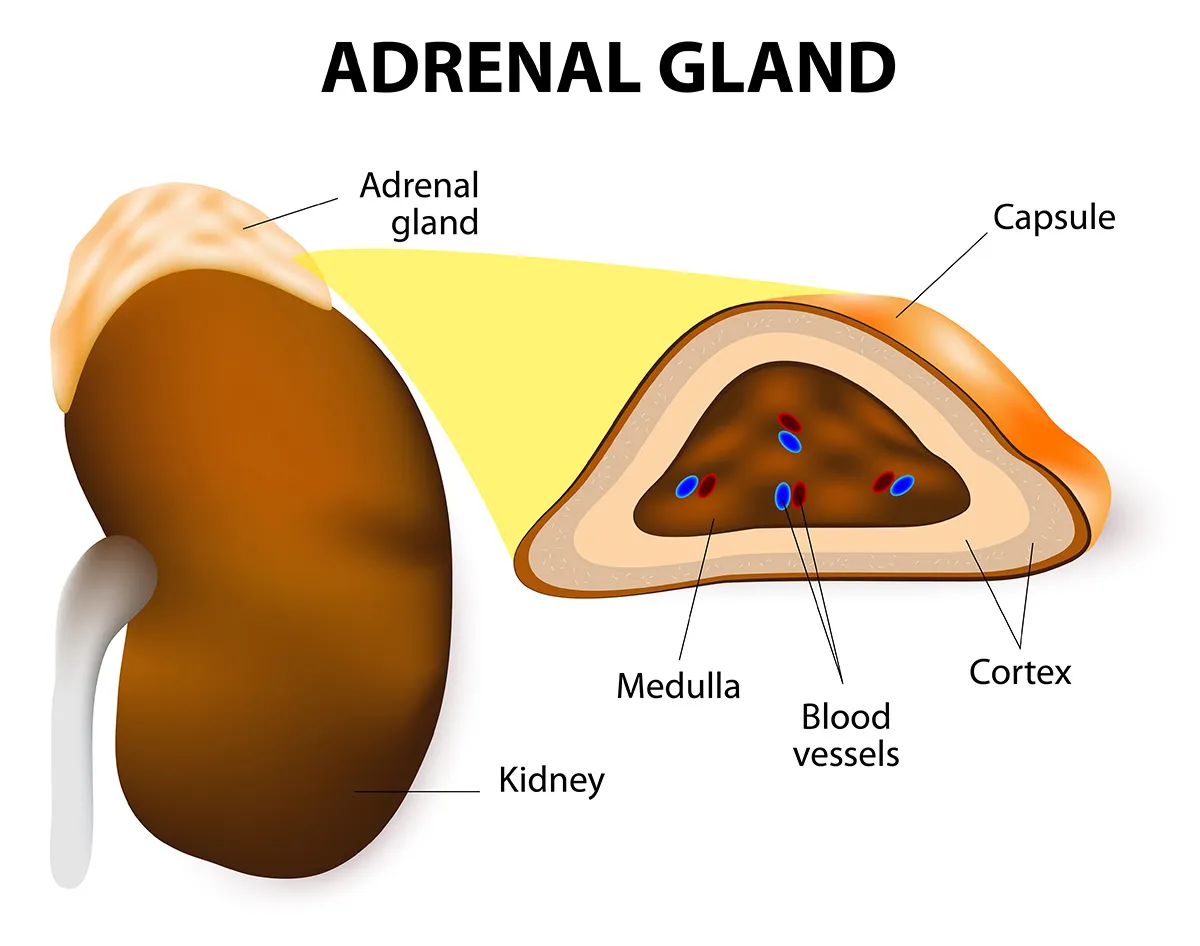 Adrenal gland